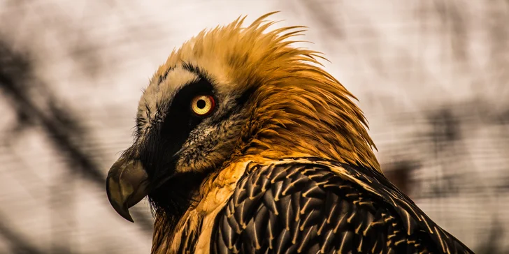 Jednodenní fotokurz v zoo: Olomouc, Zlín, Brno, Vyškov, Hodonín či Ostrava