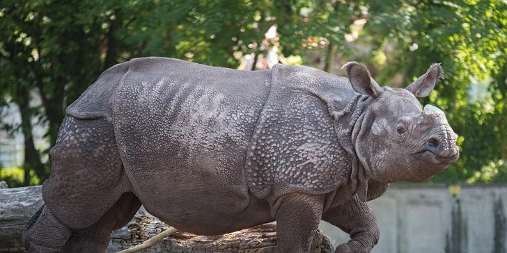 Vstupenky do zoo se platí zvlášť. 