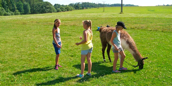 Právě na této rodinné farmě zamíříte na procházku s lamou.