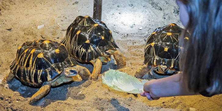 Na tvory s krunýřem se tu v posledních letech zaměřili a vytvořili tak největší druhovou kolekci ze všech zoo Evropy. 