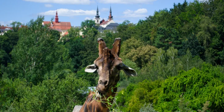 Jihlavská zoo je krásná, stavte se pozdravit místní zvířátka.