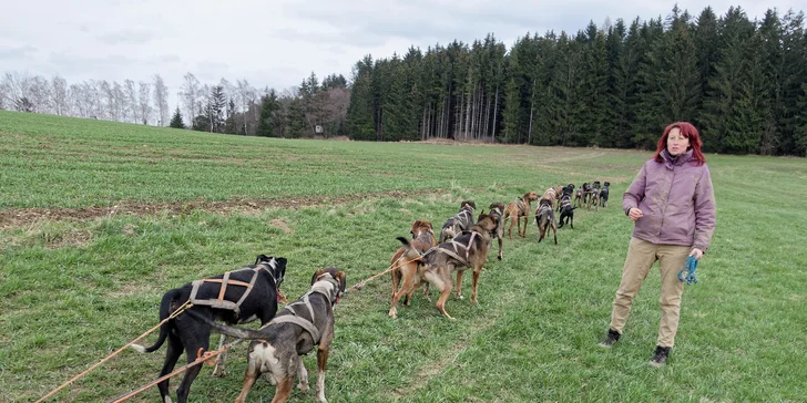 Když vás bude něco zajímat, neváhejte se mushera zeptat – rád vám na všechny otázky odpoví. 
