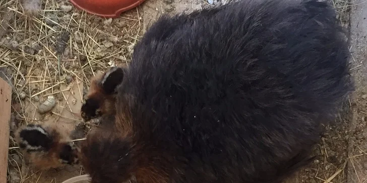 A návštěva minizoo udělá dětem radost navíc.