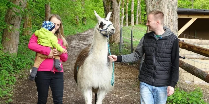 Během procházky budete mít dostatek času na hlazení, mazlení a focení s lamou. 