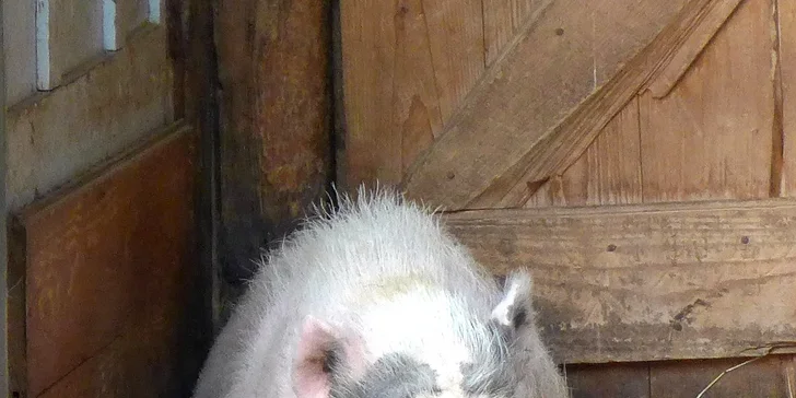 Mají tu i roztomilé prasátko. 