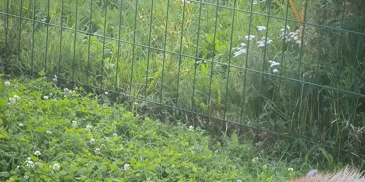 V zoo koutku se potkáte mimo jiné i s kapybarou.