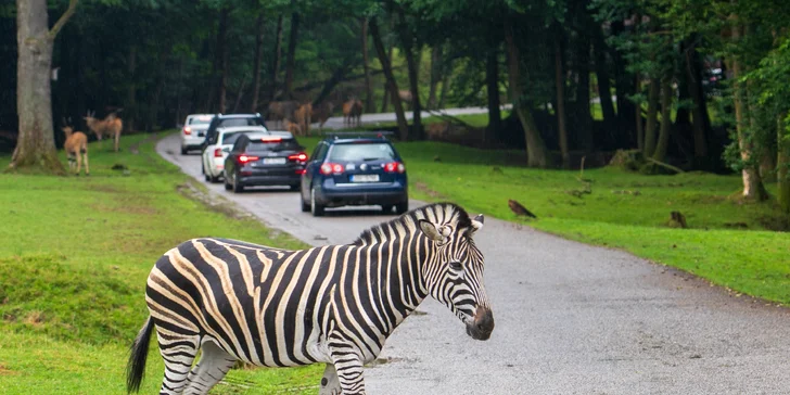 Zoo zorganizovala osem expedícií do Africkej divočiny, odkiaľ priviezli 2 000 kusov zvierat, ktoré sa stali základom chovu.