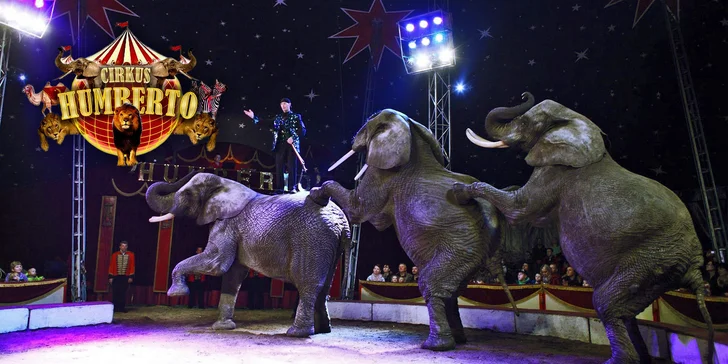Akrobati i exotická zvířata v Mladé Boleslavi: lístky na show cirkusu Humberto
