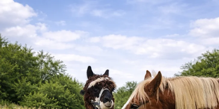 Na farmě potkáte i další zvířata – kromě alpak a koní také ovečky, morčata a kočky.