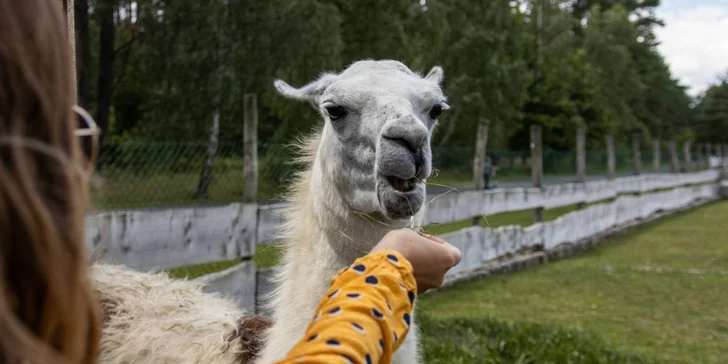 Vaše děti potěší též kontaktní minizoo, která je otevřená celoročně a vstup je zdarma.