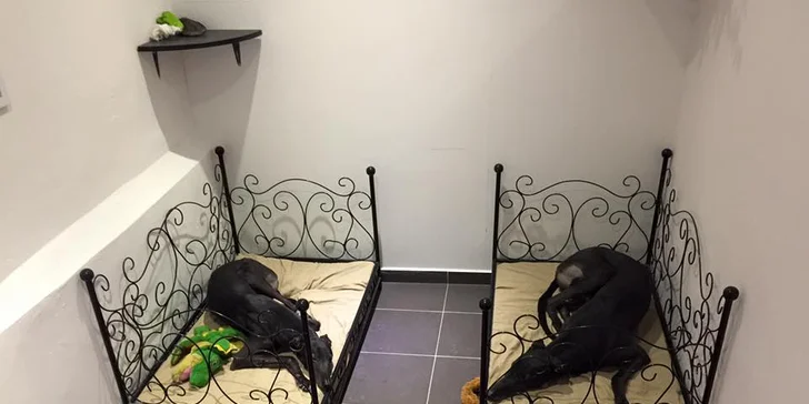 Pejskovi je k dispozici pokoj o rozměrech 2 × 1,5 m.