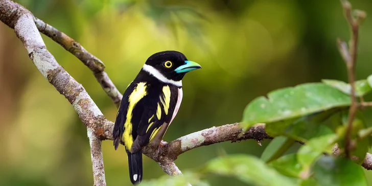 Black and yellow broadbill, Malajsie.