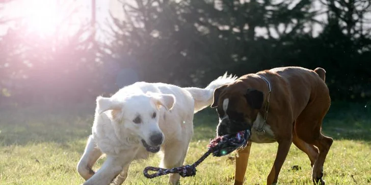 Psi v Dogparku na zahradě