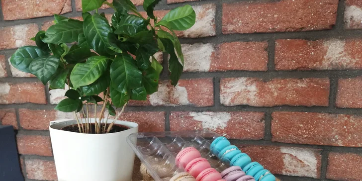 Káva přímo z pražírny: ice latte, ice cappuccino nebo třeba espresso tonic