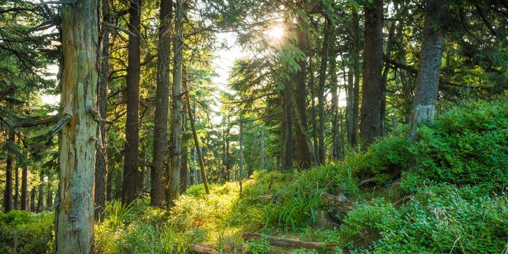Pobyt pod Pradědem: čistá příroda Jeseníků, polopenze a třeba i wellness