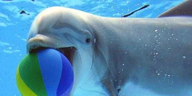 Delfinárium a ZOO Norimberk