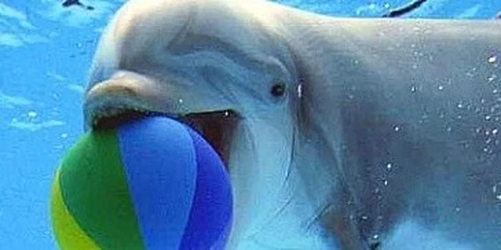 Delfinárium a ZOO Norimberk