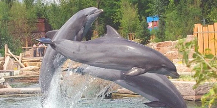 Delfinárium a ZOO Norimberk