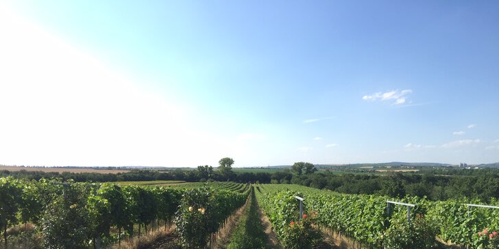 Relax na jižní Moravě: ubytování mezi vinicemi, polopenze a víno