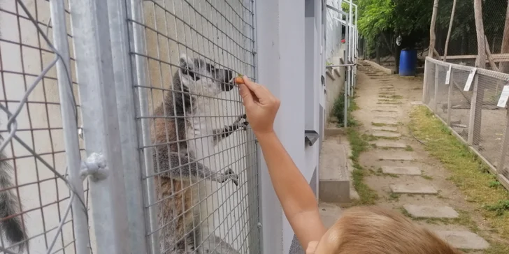1 či 5 dní na příměstském táboře pro děti od 4 do 12: lanové centrum, výlety i cvičení