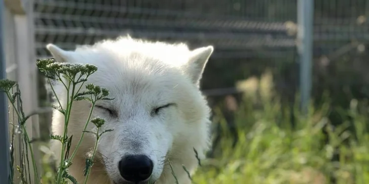 S rodinou za zážitky: pobyt v táborské zoo, vstupenky i péče o zvířátka