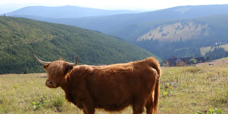 Dovolená v Krkonoších: pobyt na horské chatě s polopenzí pro páry i rodiny