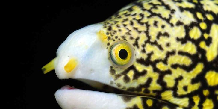 Obdivujte rybky z Mořského světa: vstupenky pro jednotlivce i celou rodinu