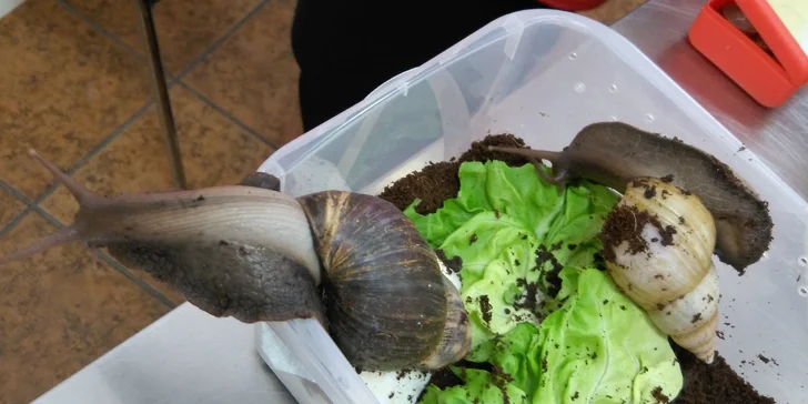 Vstupné na výstavní a prodejní teraristickou burzu TERRABAZAR