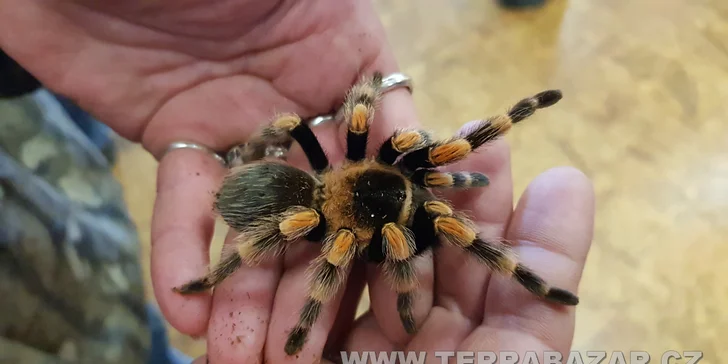 Vstupné na výstavní a prodejní teraristickou burzu TERRABAZAR