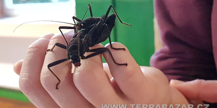 Vstupné na výstavní a prodejní teraristickou burzu TERRABAZAR