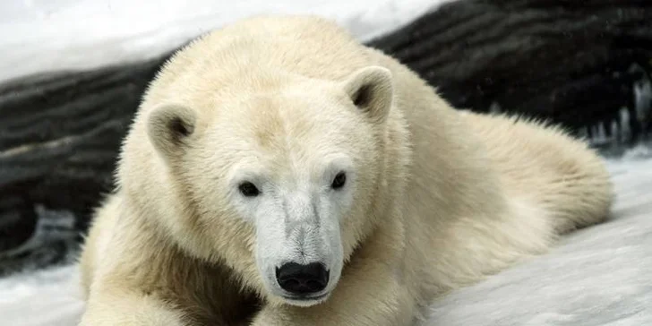 S fotoaparátem do zoo: 8hodninový kurz focení s Martinem Valentem