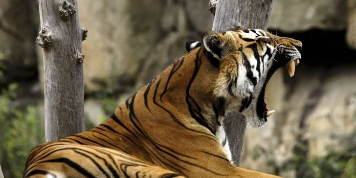 S fotoaparátem do zoo: 8hodninový kurz focení s Martinem Valentem