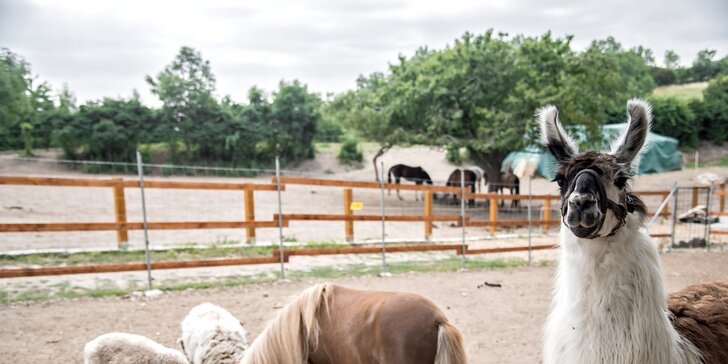 Pobyt v karavanu nebo chatce mezi zvířátky s možností vyjížďky na koních