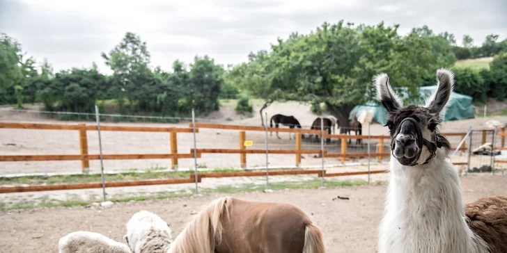 Pobyt v karavanu mezi zvířátky s možností vyjížďky na koních