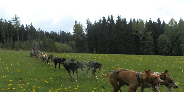 Nezapomenutelná jízda se psím spřežením na čtyřkolce