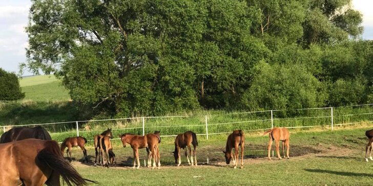 Radost pro milovníky koní: pobyt s polopenzí i prohlídkou stájí nebo svatomartinská pohoda