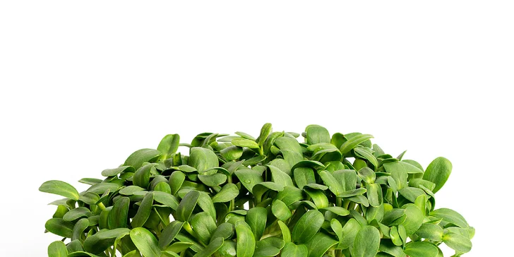 Objednávku konkrétních druhů microgreens provádějte telefonicky. 