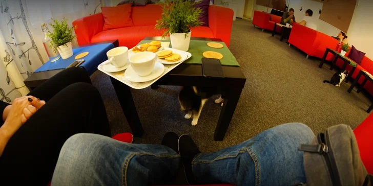 Vstup do Cat Café na 60 minut: neomezená káva, čaj a drobné občerstvení