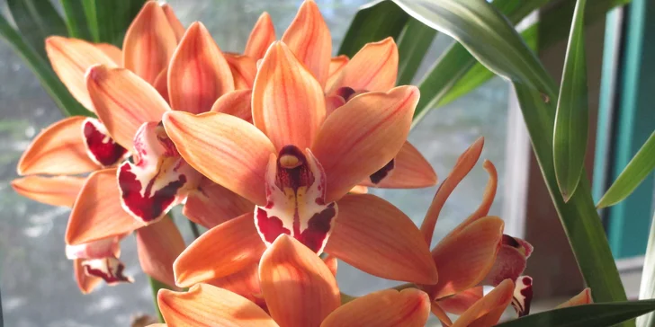 Vlakem do Drážďan: prohlídka města i návštěva mezinárodní výstavy orchidejí