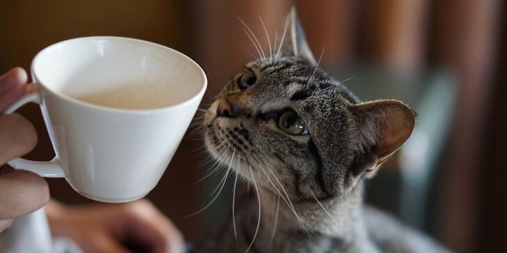 Vstup do Cat Café na 60 minut: neomezená káva, čaj a drobné občerstvení