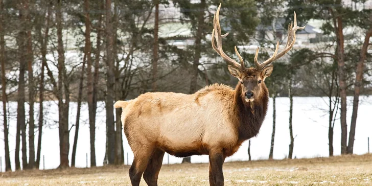 Hurá za zvířátky: pobyt v Safari resortu až pro 4 os., snídaně, projížďka i muzeum