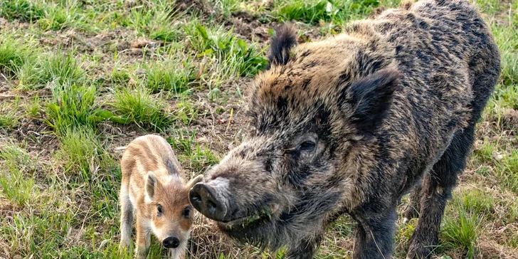 Hurá za zvířátky: pobyt v Safari resortu až pro 4 os., snídaně, projížďka i muzeum