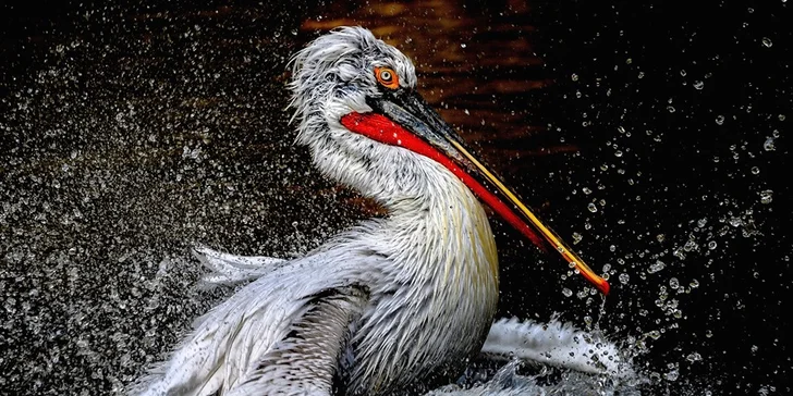 Za den fotografem: fotografické kurzy v pražské zoo, Liberci a Dvoře Králové