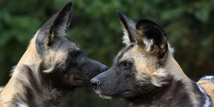 Za den fotografem: fotografické kurzy v pražské zoo nebo centru Prahy