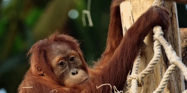 Za den fotografem: fotografické kurzy v pražské zoo, Liberci a Dvoře Králové