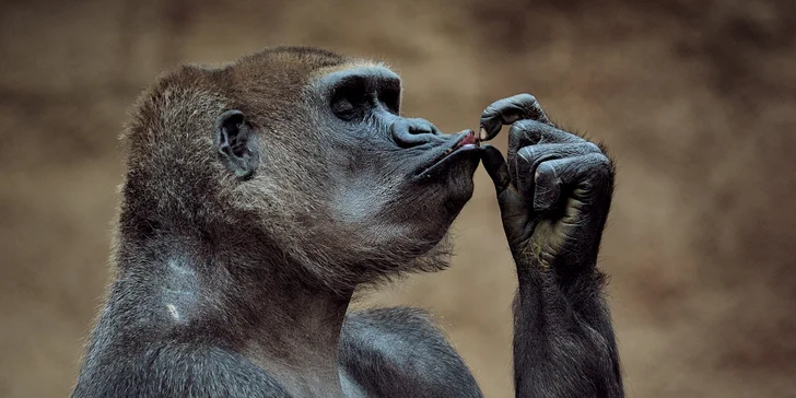 Za den fotografem: fotografické kurzy v pražské zoo, Liberci a Dvoře Králové