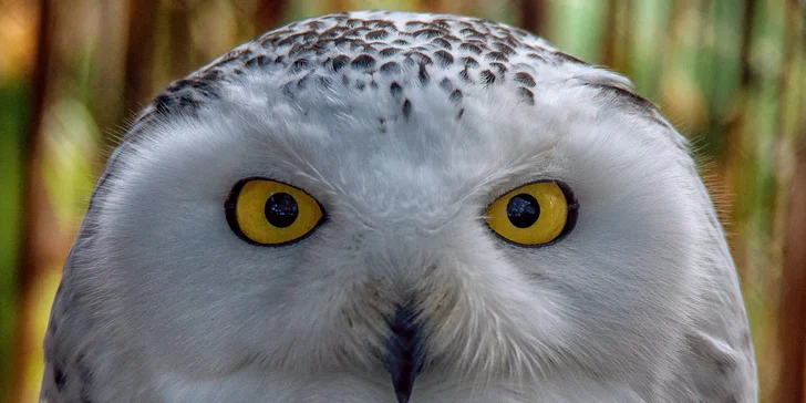 Za den fotografem: fotografické kurzy v pražské zoo nebo centru Prahy