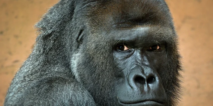 Za den fotografem: fotografické kurzy v pražské zoo nebo centru Prahy