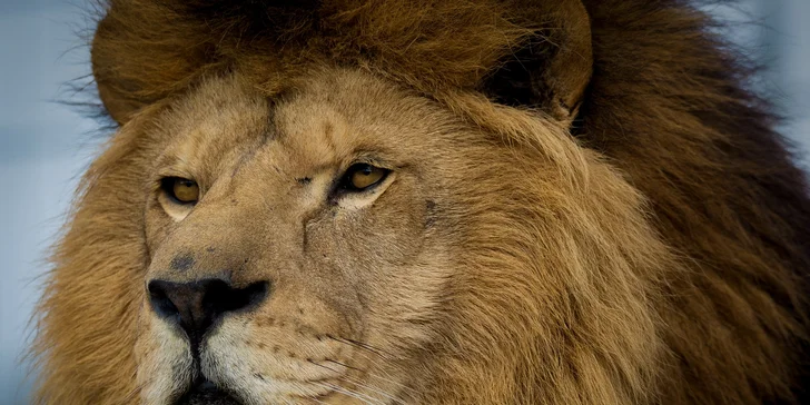 Za den fotografem: fotografické kurzy v pražské zoo, Liberci a Dvoře Králové