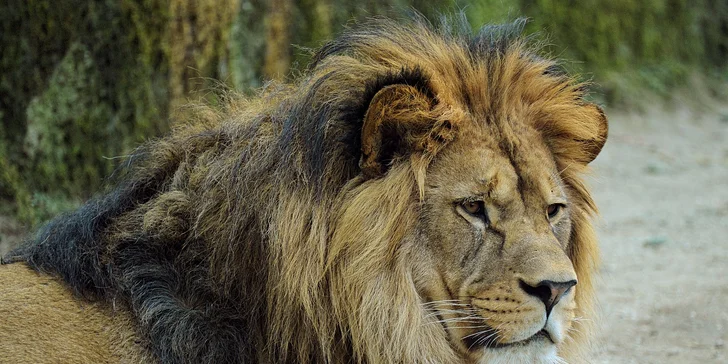 Za den fotografem: fotografické kurzy v pražské zoo, Liberci a Dvoře Králové